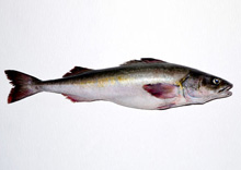Black Cod