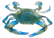 Crab Blue