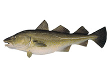 Cod Fish