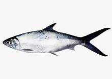Milkfish