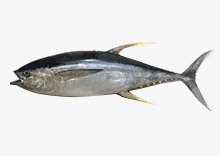 Tuna