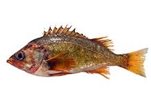 Yellowtail Rockfish