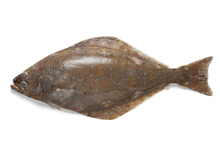 Halibut
