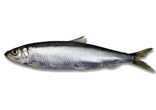 Herring
