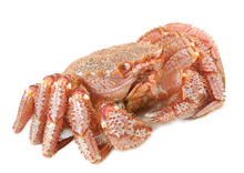 King Crab