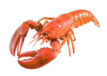 Maine (East Coast) Lobster