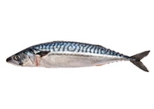 Mackerel