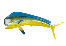 Mahi-Mahi