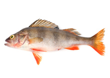 Pacific Ocean Perch