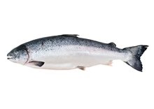 Salmon