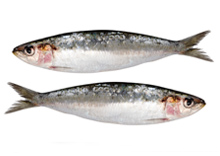 Sardine