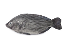 Tilapia