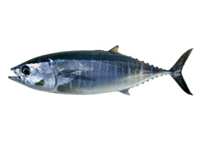 Tuna