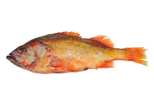 Canary Rockfish